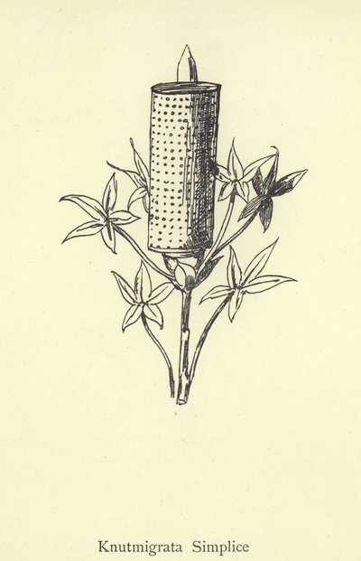 Knutmigrata Simplice 作： Edward Lear